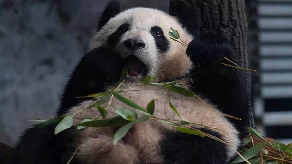  Mengapa Panda Gembul Banget Padahal Cuma Makan Bambu? Ini Faktanya!