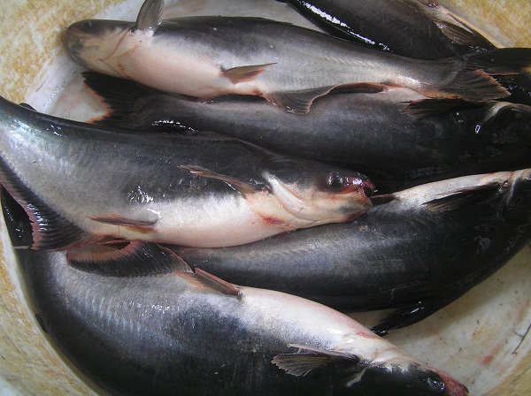  Ikan Patin Sumber Lemak Baik