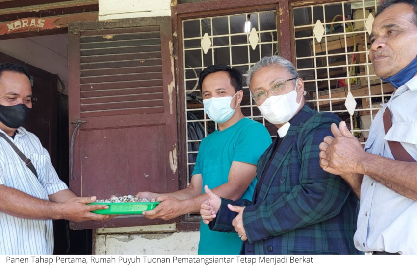  Panen Tahap Pertama, Rumah Puyuh Tuonan Pematangsiantar Tetap Menjadi Berkat