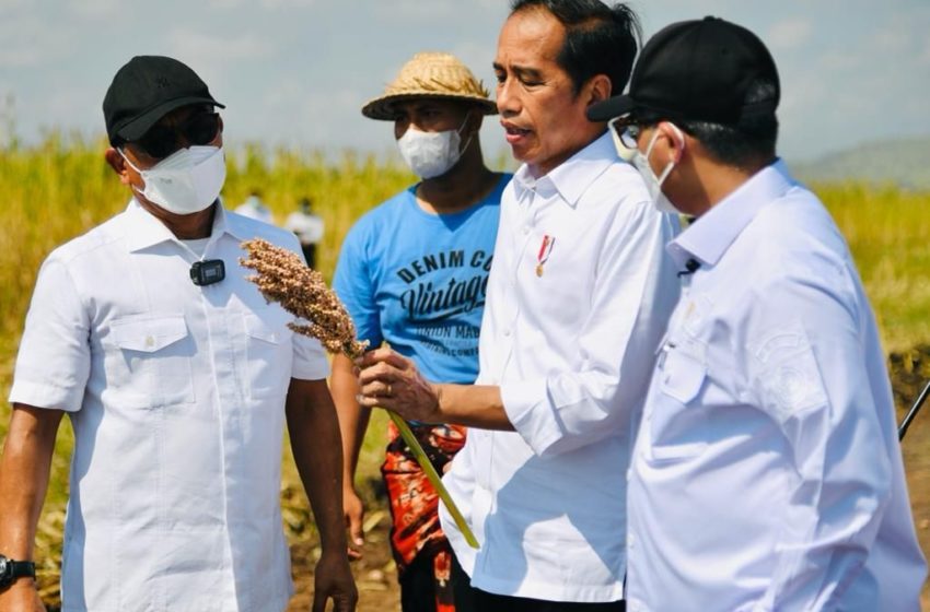  Antisipasi Krisis Pangan Dunia, Presiden Joko Widodo Serukan Tanam Sorgum di Sumba Timur