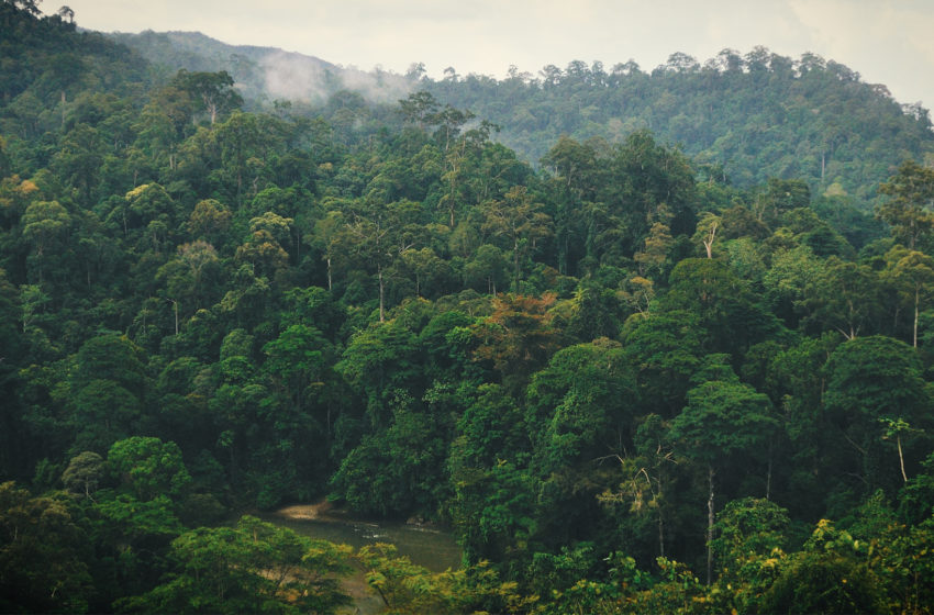  Industri Tambang Indonesia Jadi Penghancur Hutan Terbesar, Kok Bisa?