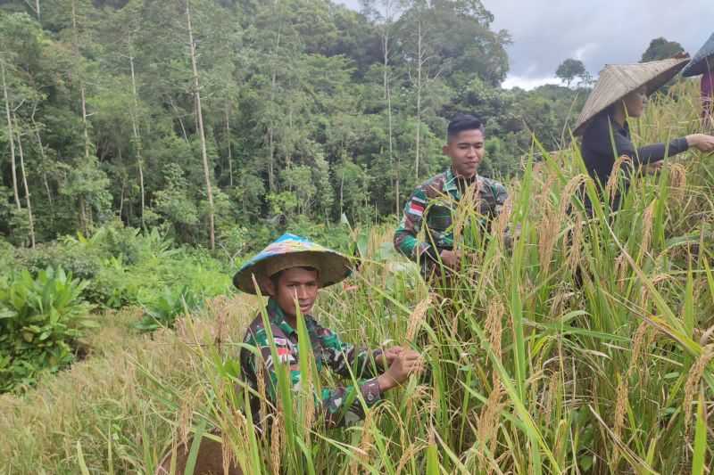  Prajurit TNI Bantu Petani Panen Padi di Perbatasan RI-Malaysia