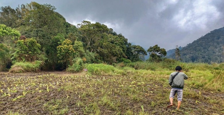  Kebun Edelweiss Ranca Upas Bandung Rusak Akibat Balap Motor Trail