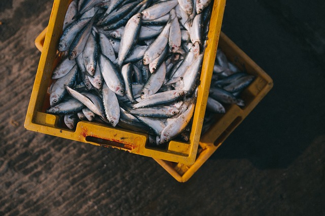  Jangan Salah! Manfaat Ikan Kembung Mirip Dengan Salmon