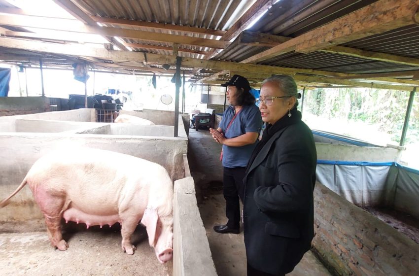  Kadep Diakonia HKBP Meninjau Peternakan Babi di Patmos, Membangun Komunitas Petani yang Kuat.