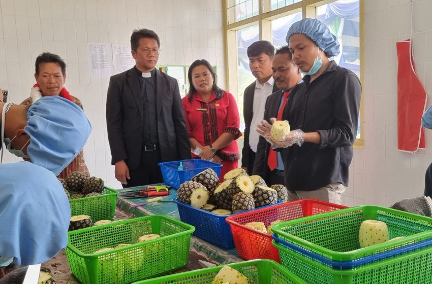  HKBP Dukung Petani Nanas di Sipahutar Lewat Pembukaan Pabrik Mini Keripik Nanas